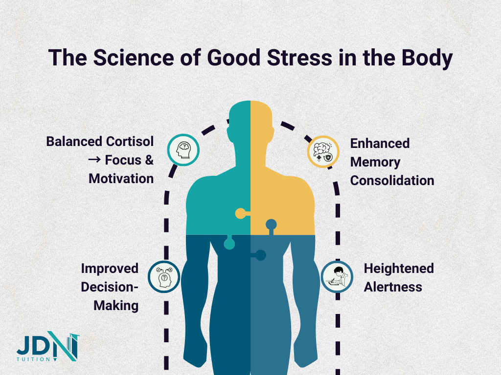 The Science of Good Stress in the Body